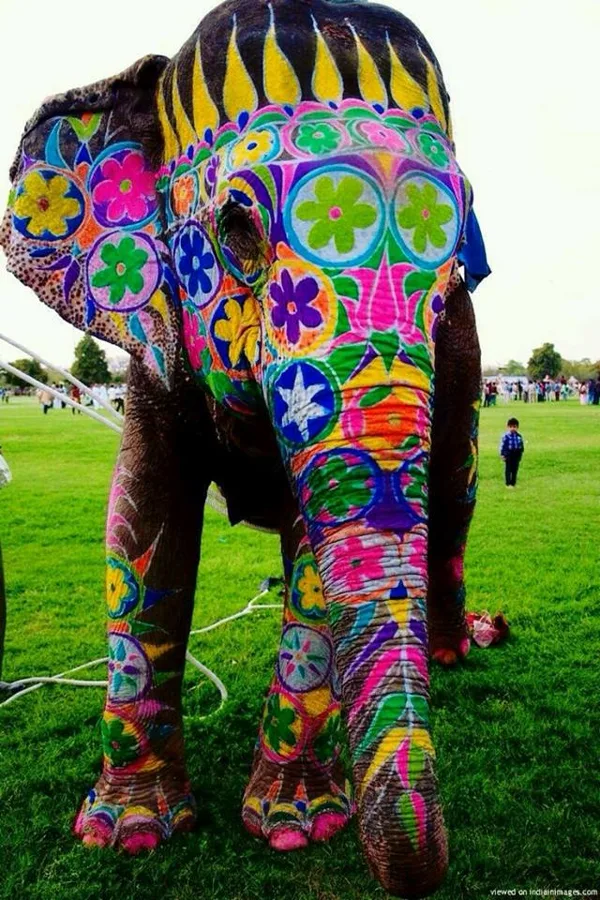Elephant ride 