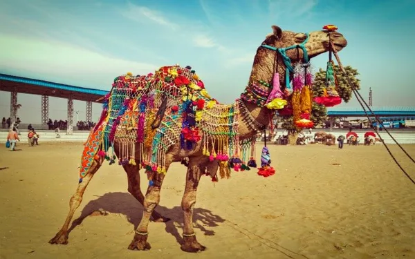 Camel ride 
